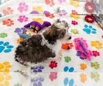 Small Photo #6 Havashire Puppy For Sale in ORO VALLEY, AZ, USA