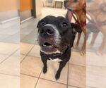 Small Labrador Retriever Mix