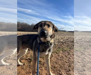 German Shepherd Dog-Unknown Mix Dogs for adoption in Mt. Airy, MD, USA