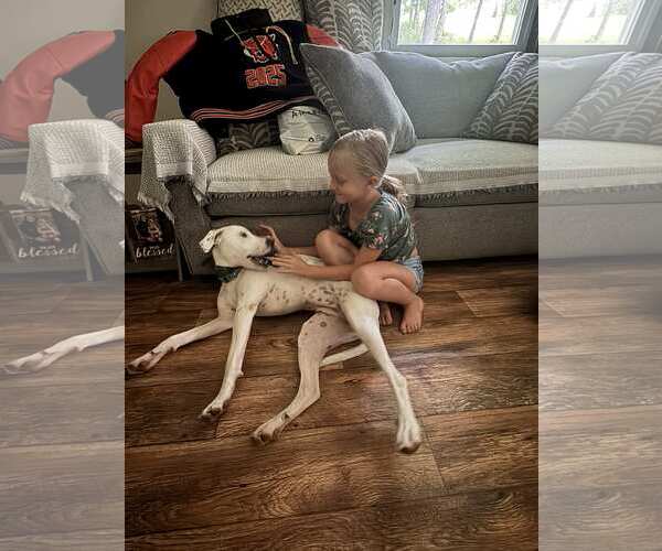 Medium Photo #3 Beagle-Unknown Mix Puppy For Sale in Hinton, WV, USA