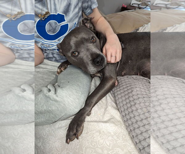 Medium Photo #1 Mutt Puppy For Sale in Ball Ground, GA, USA