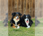 Small #1 Australian Shepherd