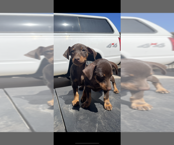Medium Photo #1 Miniature Pinscher Puppy For Sale in OXNARD, CA, USA
