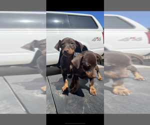 Miniature Pinscher Puppy for sale in OXNARD, CA, USA