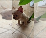 Small #1 French Bulldog