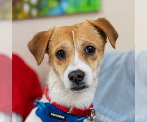 Chihuahua-Unknown Mix Dogs for adoption in Mundelein, IL, USA