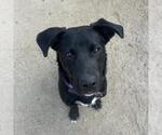 Small #1 Labrador Retriever Mix