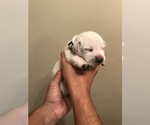 Small #31 Labrador Retriever