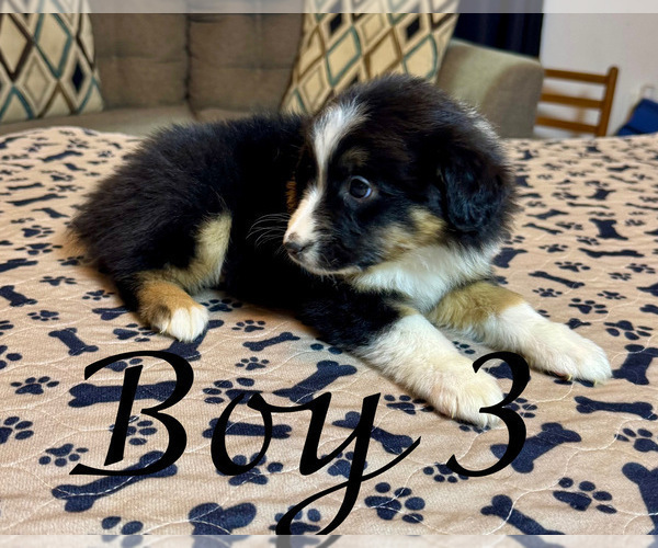 Medium Photo #11 Australian Shepherd Puppy For Sale in SALISBURY, NC, USA