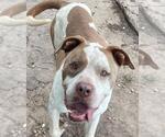 Small #1 American Pit Bull Terrier Mix