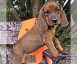 Small #1 Redbone Coonhound