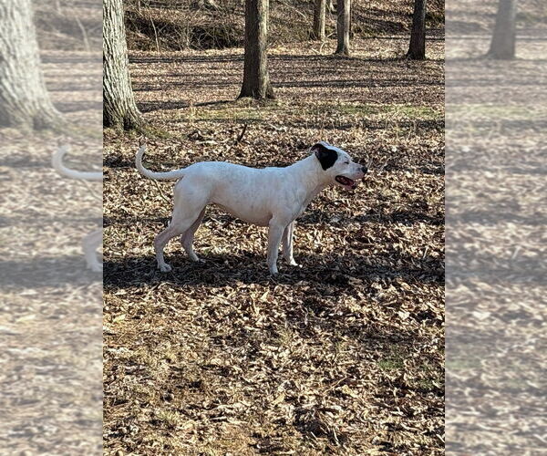 Medium Photo #2 American Pit Bull Terrier Puppy For Sale in Cromwell, KY, USA