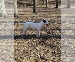 Small #1 American Pit Bull Terrier