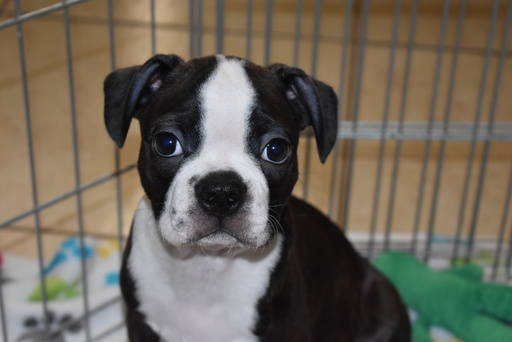 Medium Photo #2 Boston Terrier Puppy For Sale in ORO VALLEY, AZ, USA