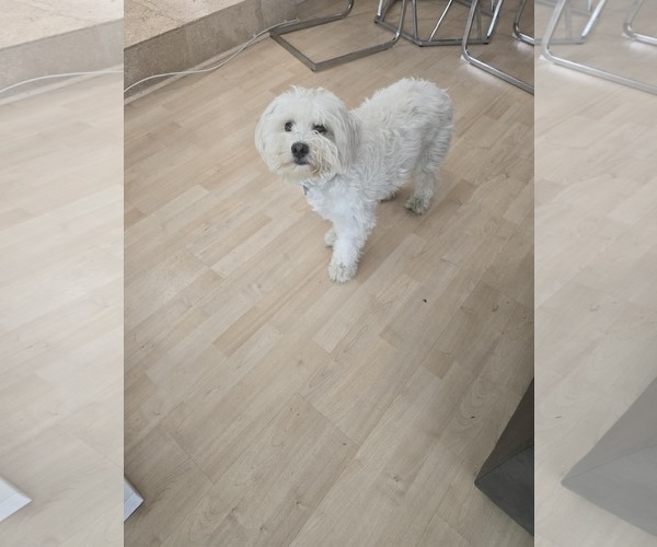 Medium Photo #4 Maltese-Unknown Mix Puppy For Sale in Escondido, CA, USA
