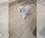 Small #3 Maltese Mix