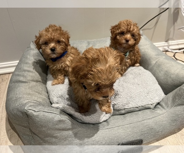 Medium Photo #1 Poodle (Toy)-ShihPoo Mix Puppy For Sale in FARMINGTON, MI, USA