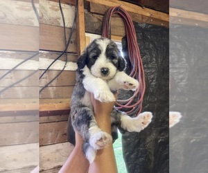 Karakachan-Komondor Mix Puppy for sale in EXETER, RI, USA
