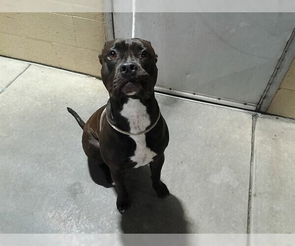 Medium Photo #1 Mutt Puppy For Sale in Downey, CA, USA