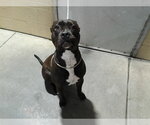 Small Mutt