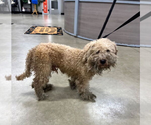 Medium Photo #2 Mutt Puppy For Sale in Pierceton , IN, USA