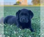 Small Photo #1 Labrador Retriever Puppy For Sale in GAP, PA, USA