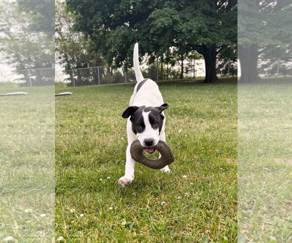 Medium Photo #2 Mutt Puppy For Sale in Jefferson, WI, USA