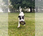 Small #1 Mutt