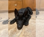 Small Photo #3 German Shepherd Dog Puppy For Sale in GILBERT, SC, USA
