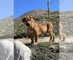 Small Photo #18 Rhodesian Ridgeback Puppy For Sale in MORONGO VALLEY, CA, USA