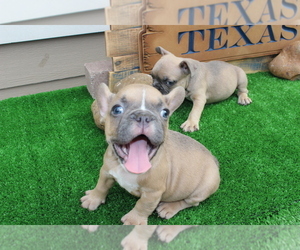 French Bulldog Puppy for sale in HOUSTON, TX, USA