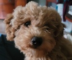 Small Photo #13 Goldendoodle mix (+ Poodle Miniature) Puppy For Sale in MOORESVILLE, IN, USA