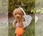 Small #3 Cockapoo