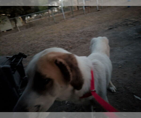 Medium Photo #5 Great Pyrenees Puppy For Sale in Orange Grove, TX, USA