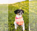 Small Photo #9 Mutt Puppy For Sale in Princeton, MN, USA