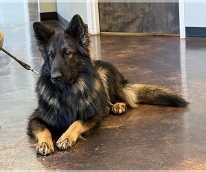 Father of the German Shepherd Dog puppies born on 04/04/2026