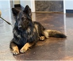 Small Photo #1 German Shepherd Dog Puppy For Sale in CULLEOKA, TN, USA