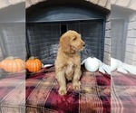 Small Photo #6 Goldendoodle Puppy For Sale in AZLE, TX, USA