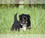 Small #1 Miniature Australian Shepherd