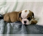 Small Photo #8 English Bulldog Puppy For Sale in JOHNS ISLAND, SC, USA
