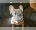 Small Photo #1 French Bulldog Puppy For Sale in TACOMA, WA, USA