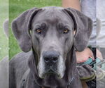 Small #5 Great Dane