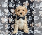 Small Photo #1 Cocker Spaniel-Poodle (Miniature) Mix Puppy For Sale in PEACH BOTTOM, PA, USA