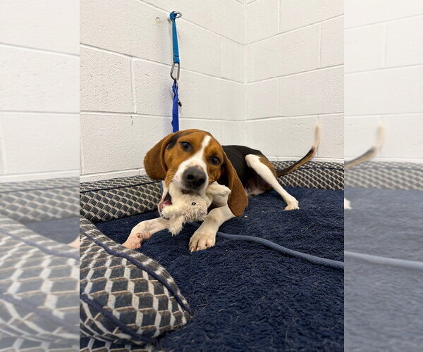 Medium Photo #2 Coonhound Puppy For Sale in Pierceton , IN, USA
