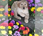 Puppy Sangria Goldendoodle
