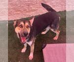 Small #11 German Shepherd Dog Mix
