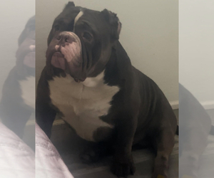 Father of the American Bully puppies born on 12/25/2024