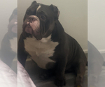 Small Photo #1 American Bully Puppy For Sale in SACRAMENTO, CA, USA
