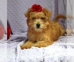 Small Photo #1 Morkie Puppy For Sale in BARNESVILLE, KS, USA