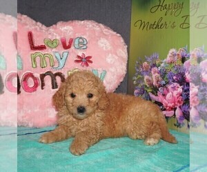 Goldendoodle-Poodle (Miniature) Mix Puppy for sale in FORT PLAIN, NY, USA